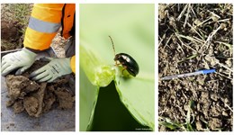 What’s happening in your region? Strategic Farm West update from the researchers 